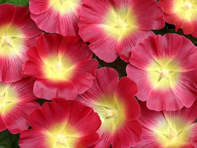 Красивые розовые цветы мальва 