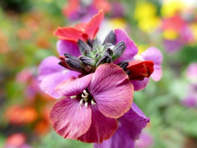 Красивый розовый садовый цветок крупным планом