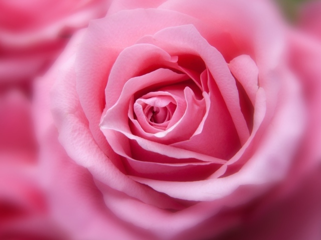 Бутон красивой розовой розы 