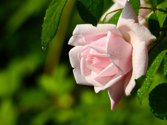 Красивая розовая роза в каплях росы крупным планом