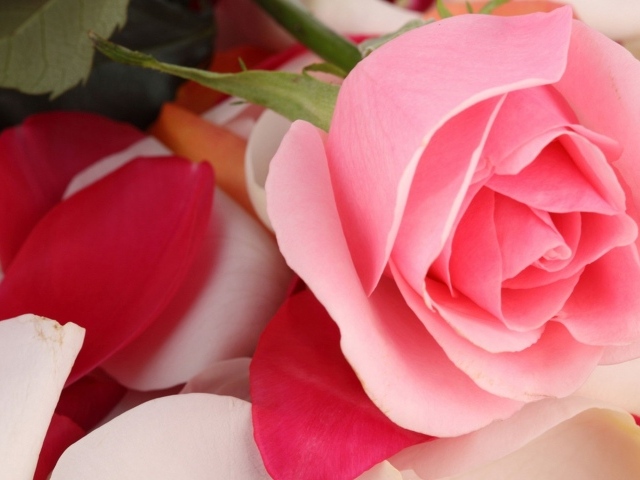 Красивая розовая роза лежит на лепестках 