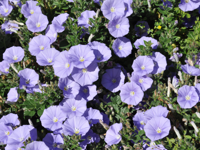 Красивые фиолетовые цветы петуния в саду