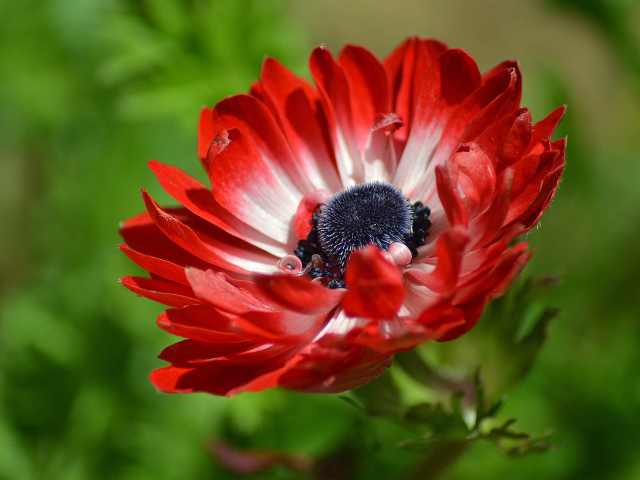 Красивый красный цветок Анемона крупным планом 