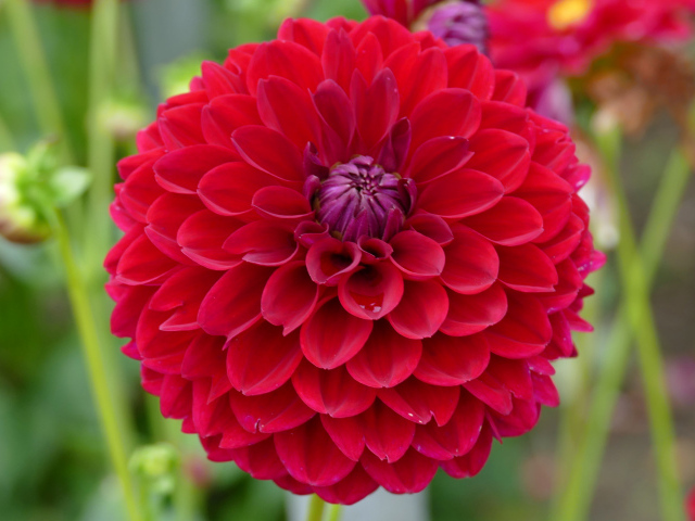 Красивый красный  цветок георгин