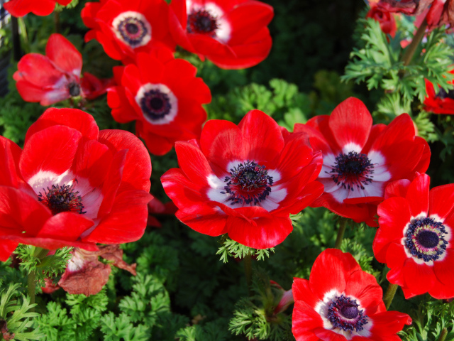 Красивые красные цветы Анемоны на клумбе