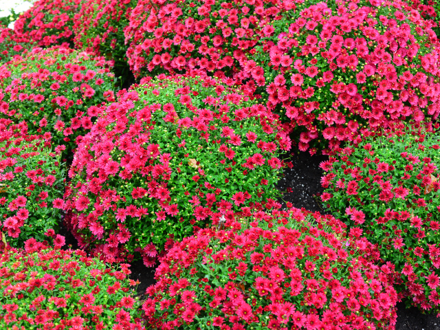 Красивые красные шаровидные хризантемы на клумбе