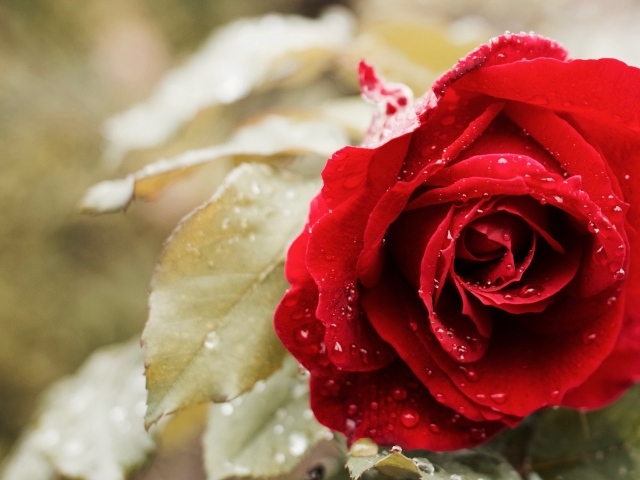 Красивая красная роза в капельках росы 