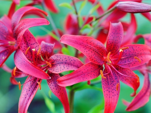 Красивые красные пятнистые лилии