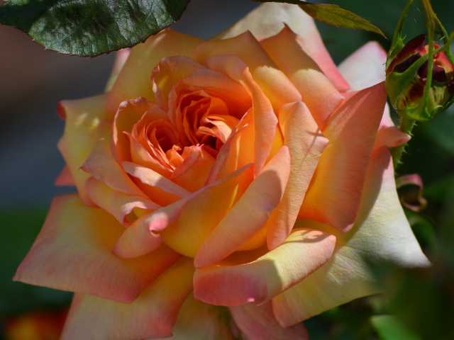 Красивая роза крупным планом 