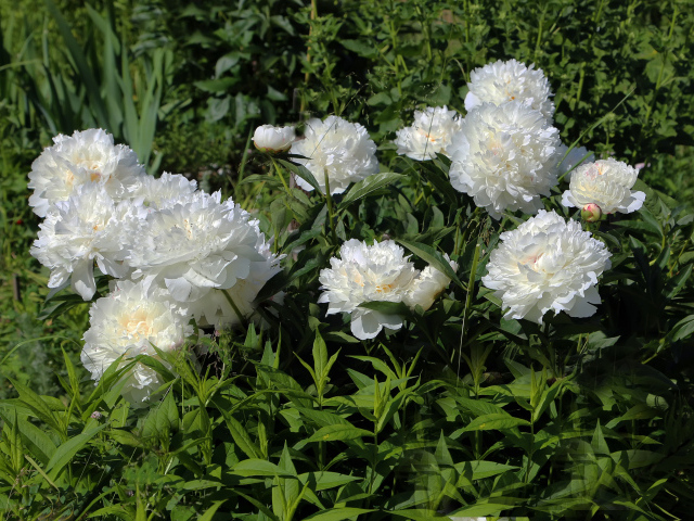Красивые нежные белые пионы на клумбе
