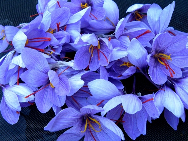 Красивые фиолетовые цветы шафран