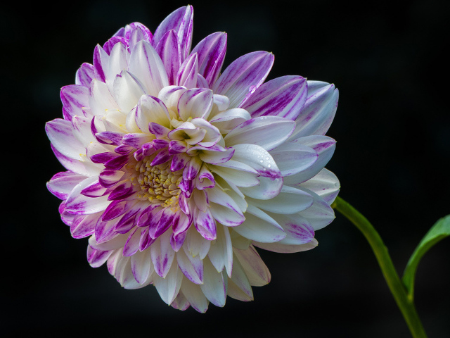 Красивая бело - сиреневая георгина на черном фоне 