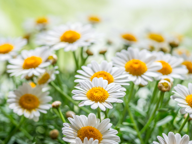 Красивые белые ромашки с желтой серединкой