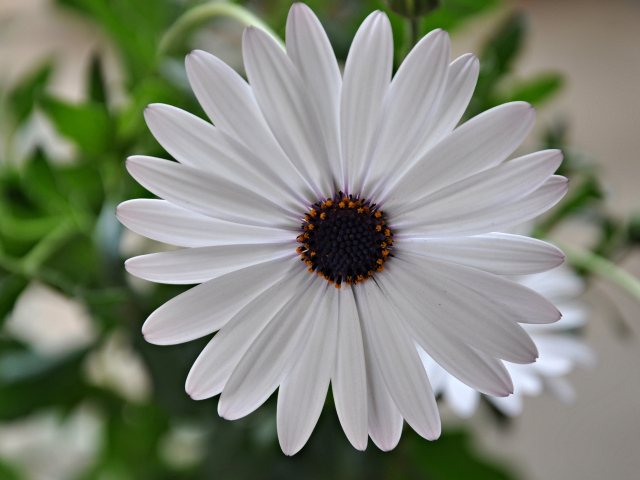 Красивый белый цветок Мезембриантемум крупным планом