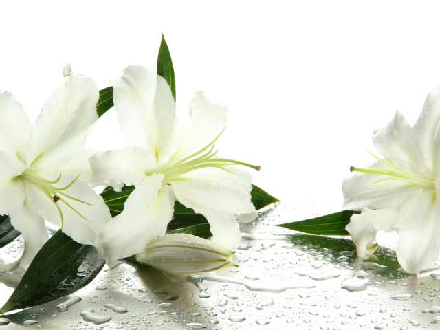 Красивые белые лилии в каплях воды на белом фоне