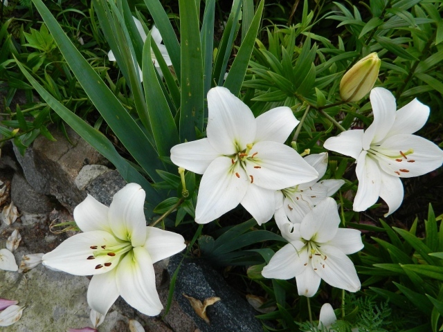 Красивые белые лилии с бутонами на клумбе с цветами