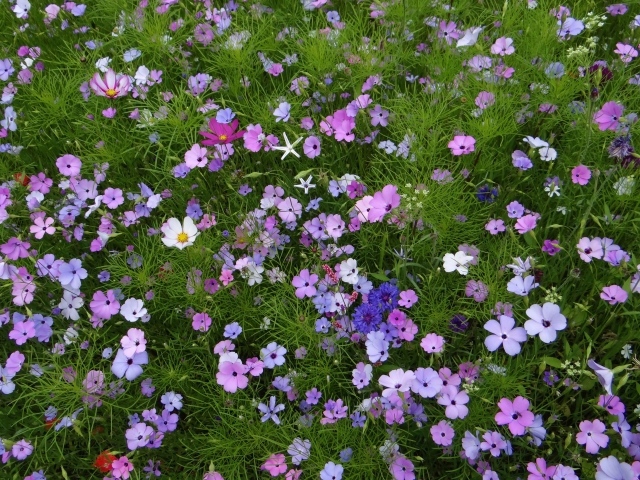 Красивые полевые цветы космея и голубые васильки