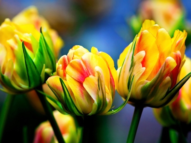 Красивые желто - красные тюльпаны крупным планом
