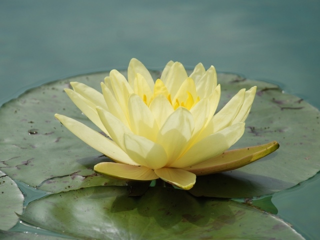 Красивый желтый цветок водяная лилия 
