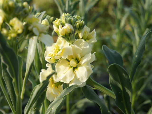 Красивый желтый цветок левкой с бутонами крупным планом