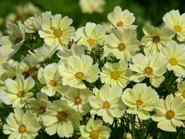 Красивые желтые цветы космея крупным планом