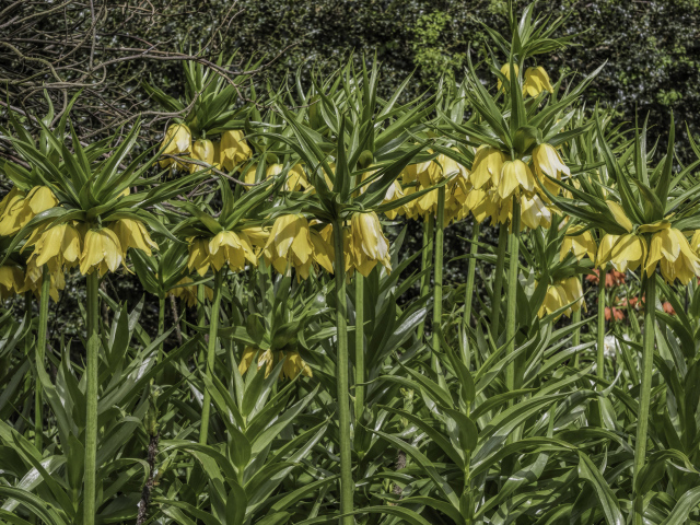 Красивые желтые цветы рябчики 