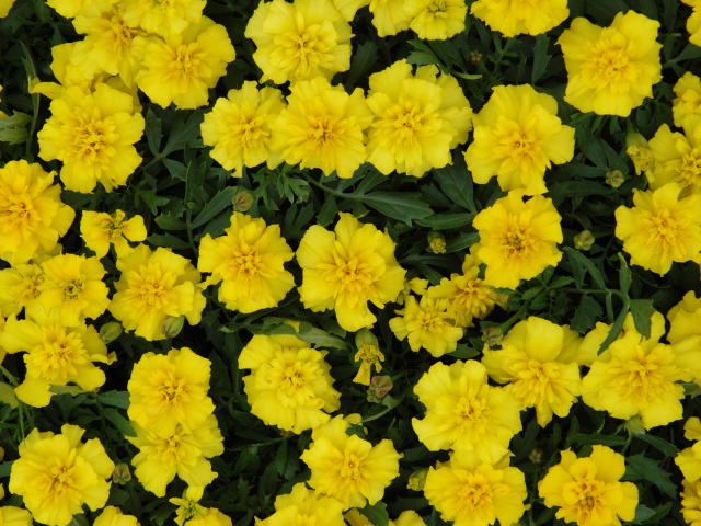 Красивые желтые бархатцы вблизи