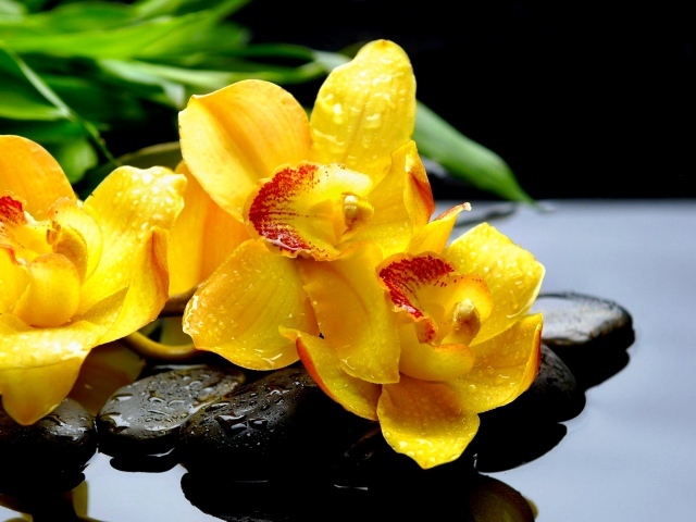 Красивая желтая орхидея с красной серединой 