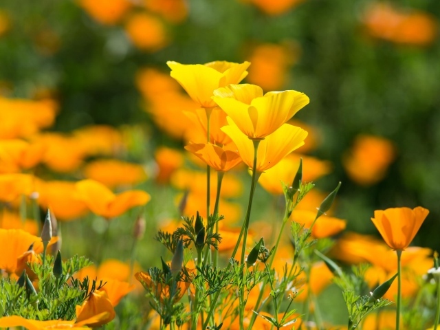 Красивые желтые летние цветы эшшольция калифорнийская