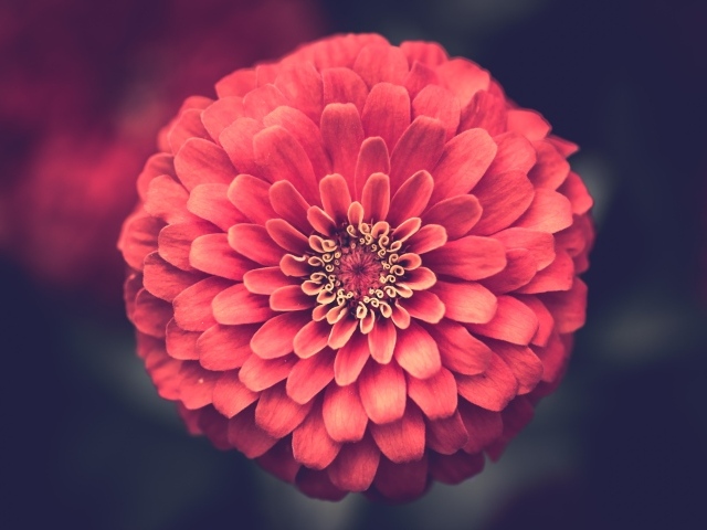 Красивый цветок цинния крупным планом