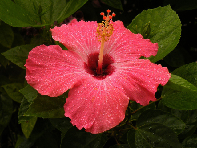 Большой красный цветок  гибискус 