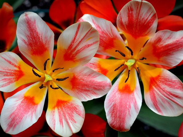 Распустившиеся розовые тюльпаны 