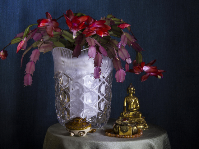Цветущий комнатный цветок Шлюмбергера со статуэткой Будда на столе
