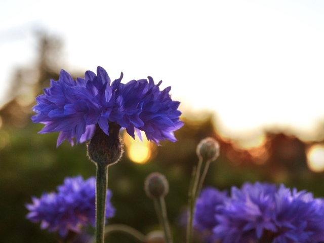 Голубые васильки на рассвете  