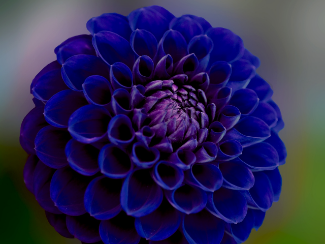 Синяя георгина крупным планом 