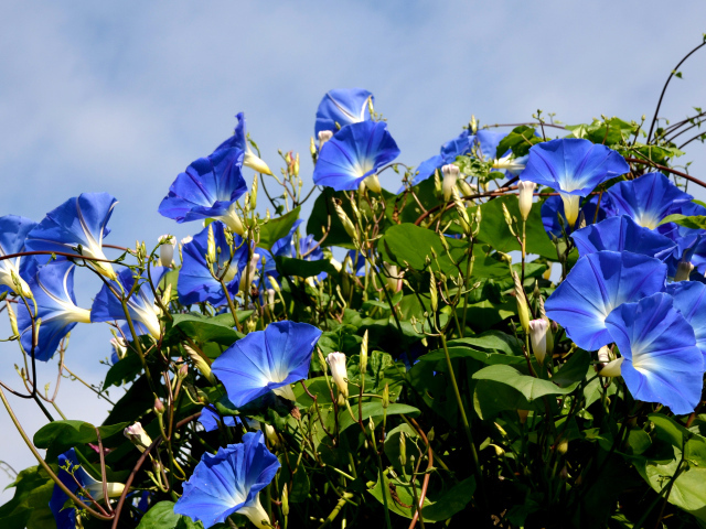 Синие цветы вьюнки на фоне голубого неба