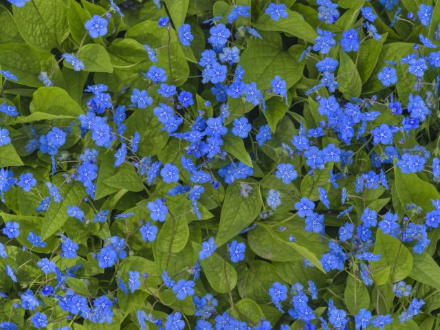 Голубые маленькие цветы незабудки крупным планом