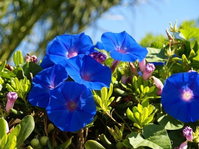 Синие летние цветы Ипомея 