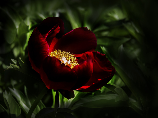 Бордовый красивый пион крупным планом