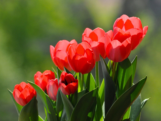 Букет красивых ярких красных тюльпанов