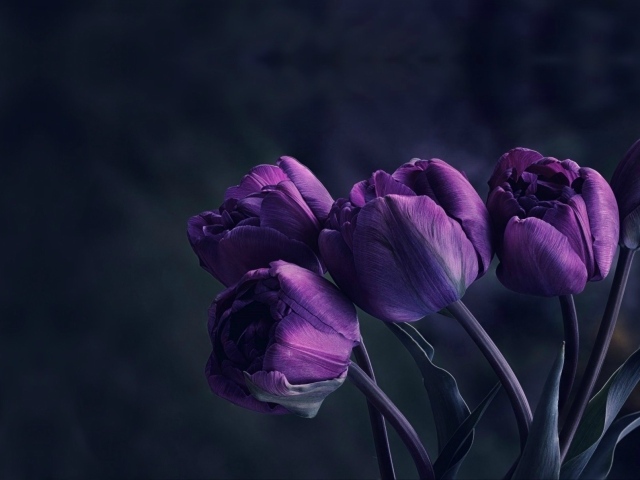 Букет красивых сиреневых тюльпанов 