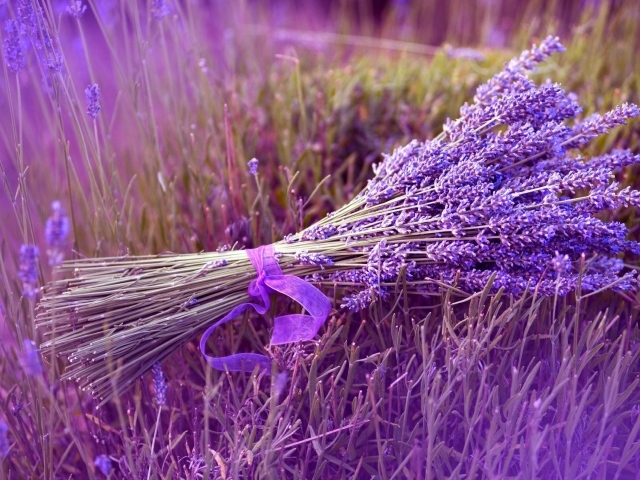 Букет сиреневых цветов лаванды перевязанный лентой