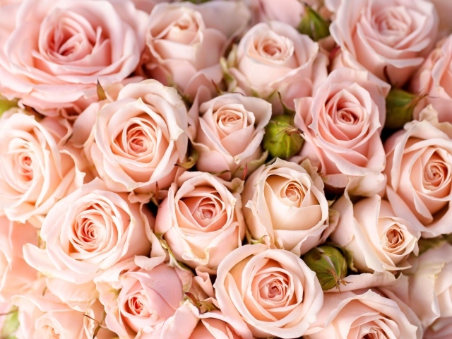 Букет розовых роз крупным планом