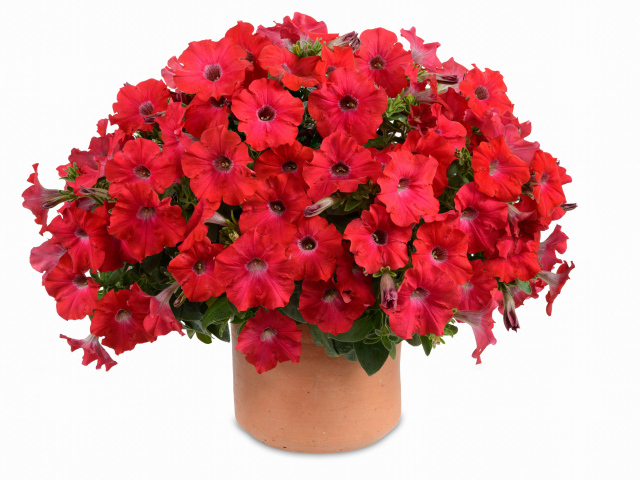 Букет красных садовых цветов петуния на белом фоне  