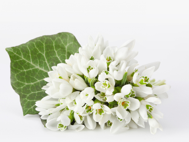 Букет белых подснежников на белом фоне