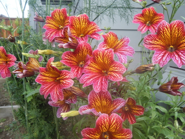 Яркая расцветка цветов сальпиглоссис