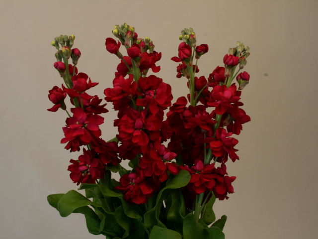 Бордовый красивый букет цветов левкой