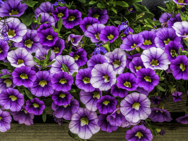 Нежные сиреневые садовые цветы петуния