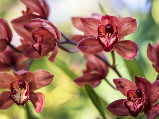 Нежные цветы орхидеи 