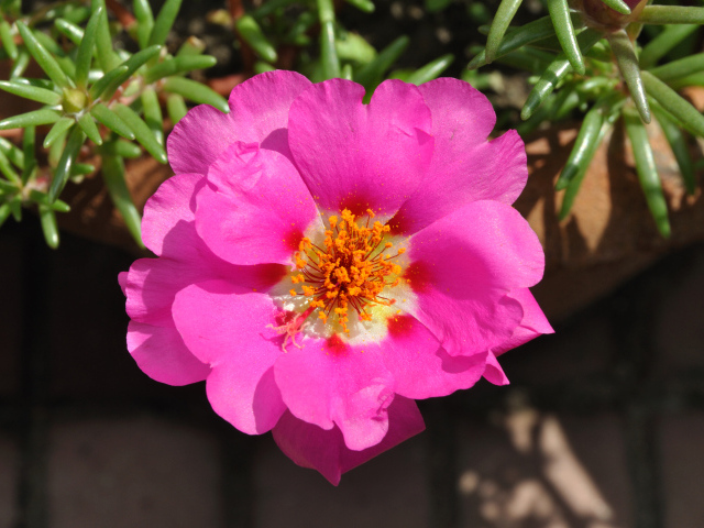 Нежный розовый цветок портулак вблизи
